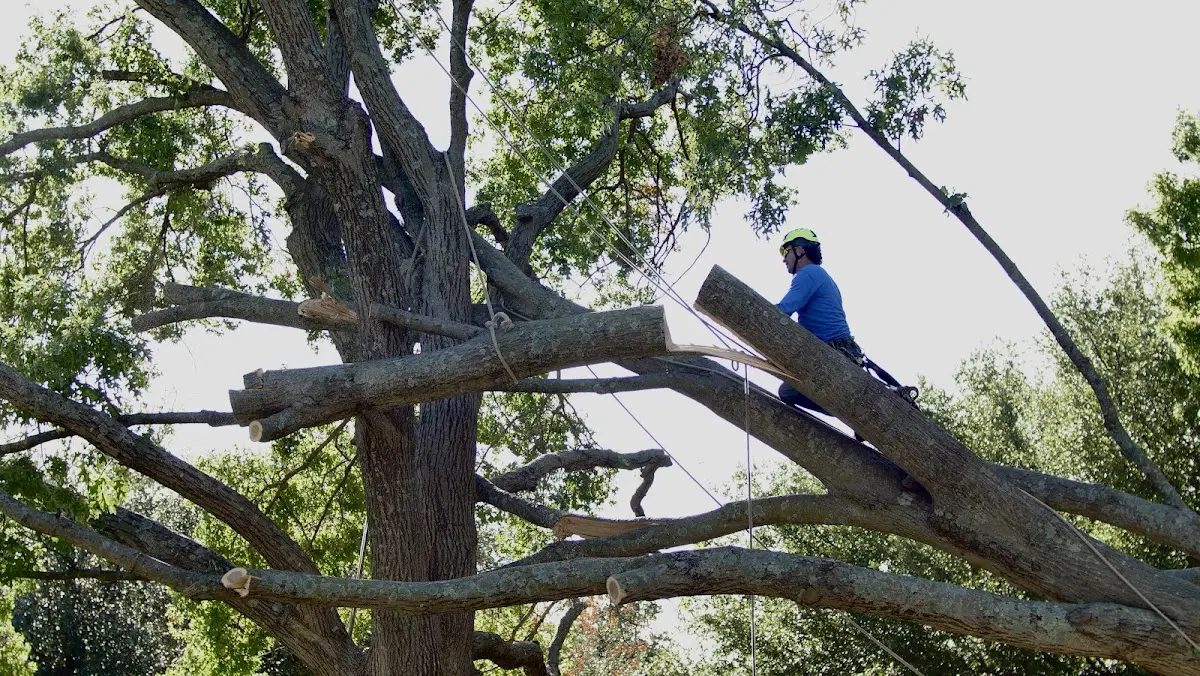 Professional Hazardous Tree Removal performed by certified arborists in Sandersville