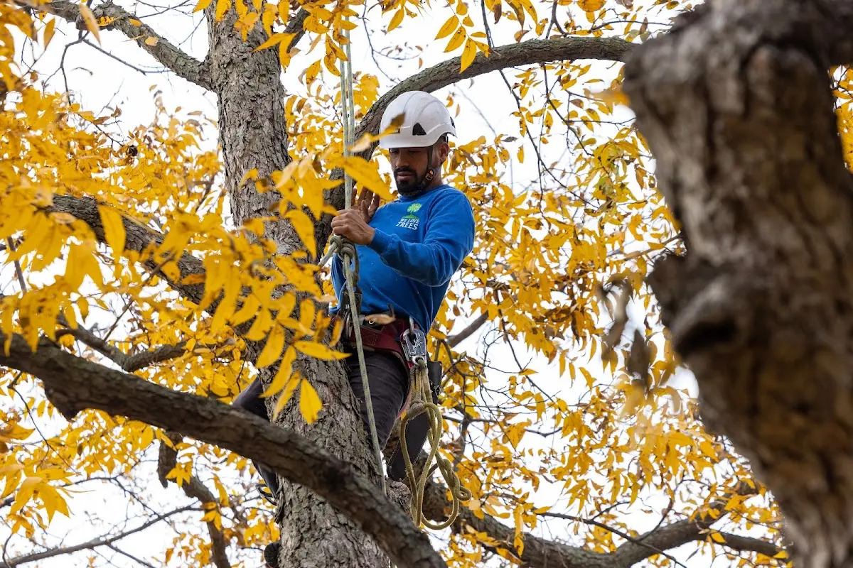 Skilled Tree Pruning crew working in Sandersville