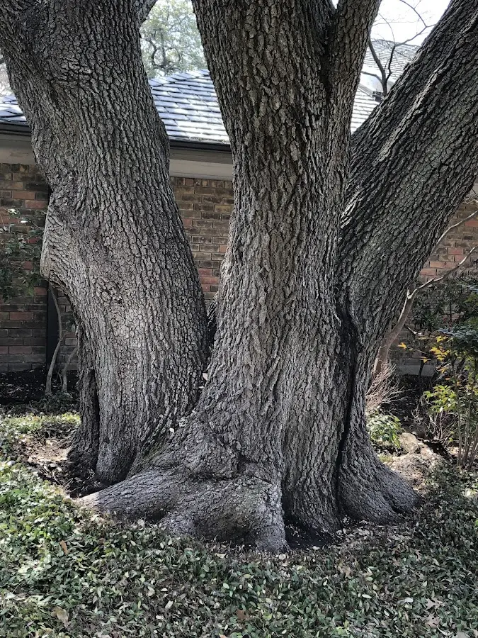 Mature heritage tree close to a Sandersville property cared for by certified arborists